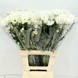Chrysanthemum Sp Bacardi White