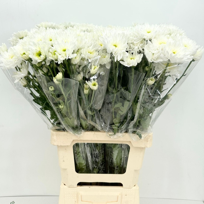 <h4>Chrysanthemum Sp Bacardi White</h4>