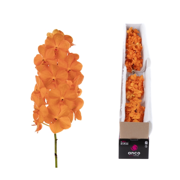 <h4>Vanda Princess Orange X4</h4>