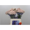 Ozothamnus Cooks Pink