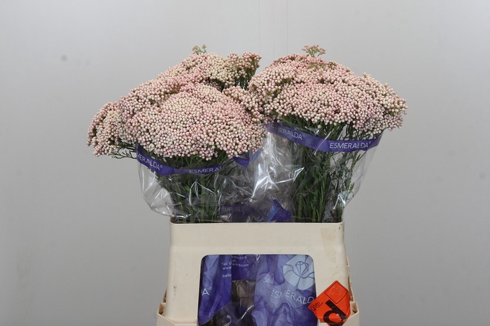 <h4>Ozothamnus Cooks Pink</h4>