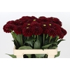 Dahlia Red Fox