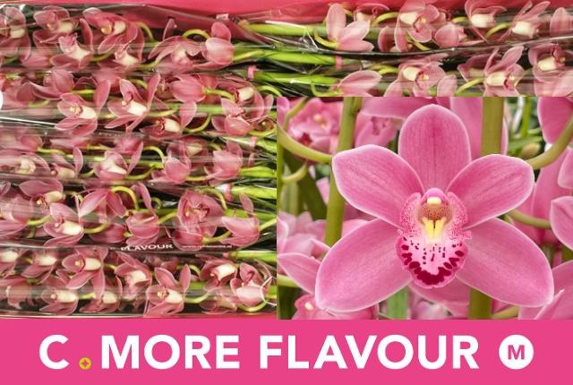 <h4>CYMB MI SOLO</h4>