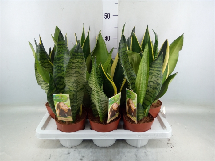 <h4>Sansevieria trifa.   ...</h4>