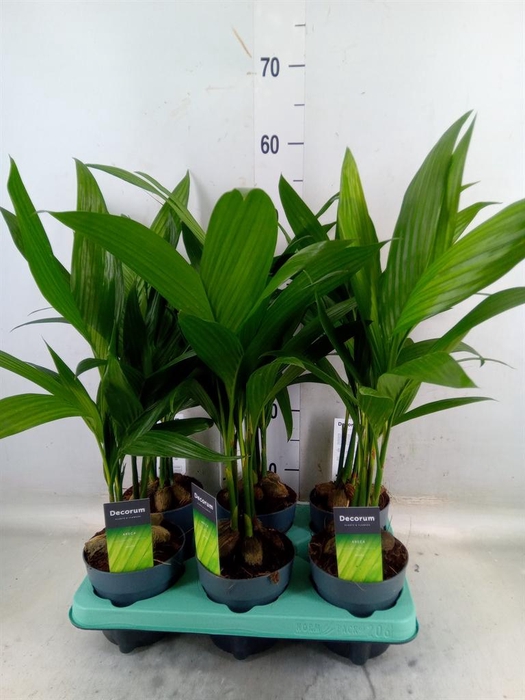 <h4>Areca catechu</h4>