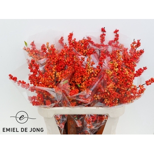 ILEX VE OUDIJ ORANGE