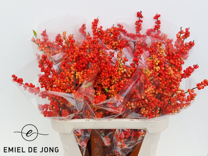<h4>ILEX VE OUDIJ ORANGE</h4>