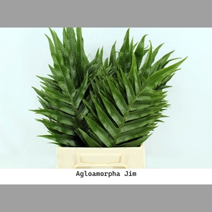 Agloamorpha Jim 50cm