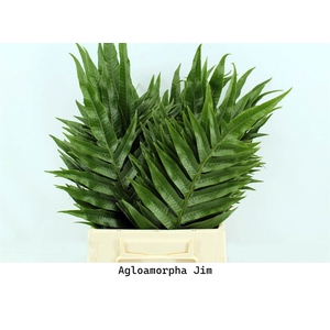 Agloamorpha Jim 50cm