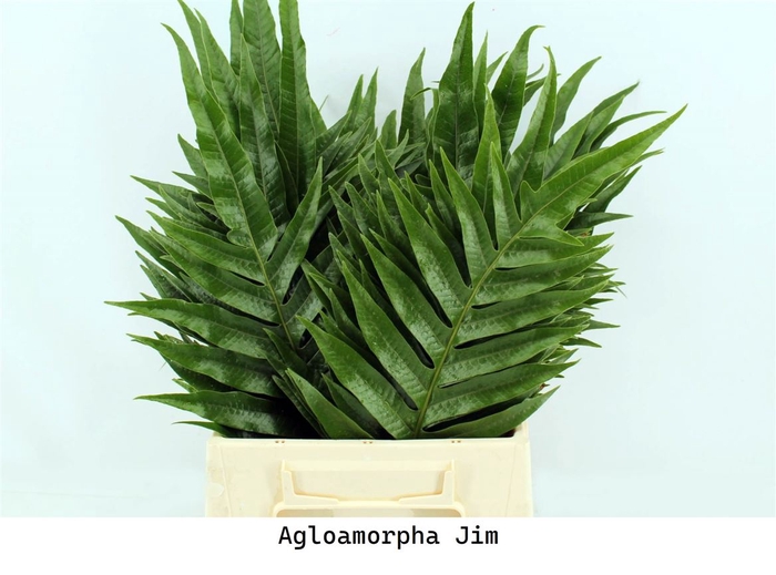 <h4>Agloamorpha Jim 70cm</h4>