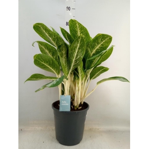 Aglaonema   ...