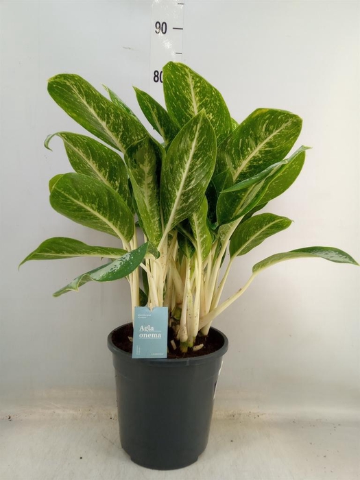 <h4>Aglaonema   ...</h4>
