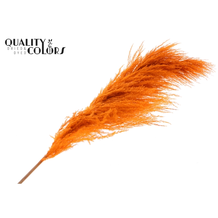 <h4>Pampas Grass ± 175cm p/pc in poly Orange</h4>