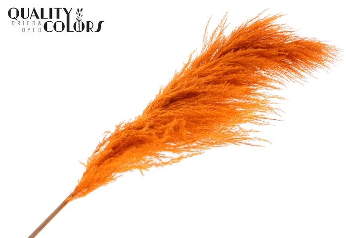 Pampas Grass ± 175cm p/pc in poly Orange
