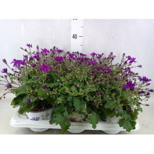 Pericallis CR 'Senetti Magenta Bic'