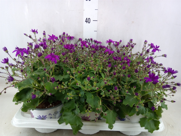 <h4>Pericallis CR 'Senetti Magenta Bic'</h4>