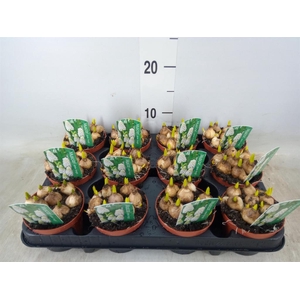 Muscari  'Magic White'