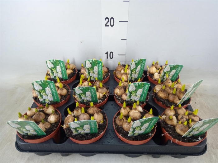 <h4>Muscari  'Magic White'</h4>