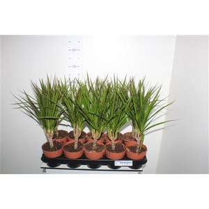 Dra Marginata Op Stam 3+