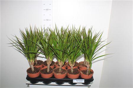 <h4>Dra Marginata Op Stam 3+</h4>