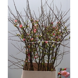 CHAENOMELES JAPONICA