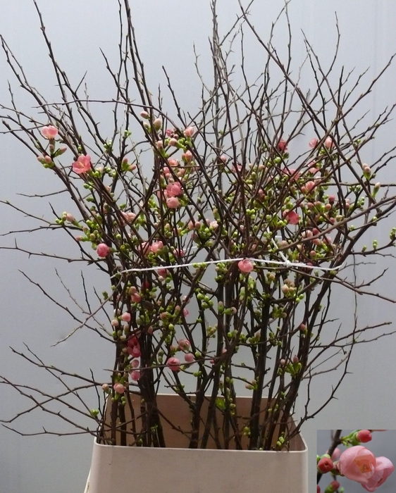 CHAENOMELES JAPONICA