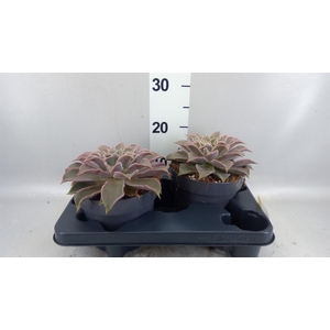 Echeveria   ...