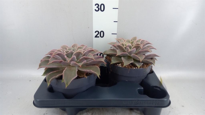 <h4>Echeveria   ...</h4>