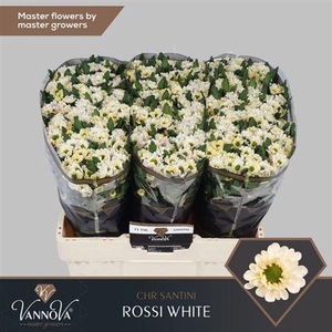 Chr San Rossi White