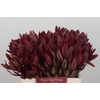 Leucadendron Jester