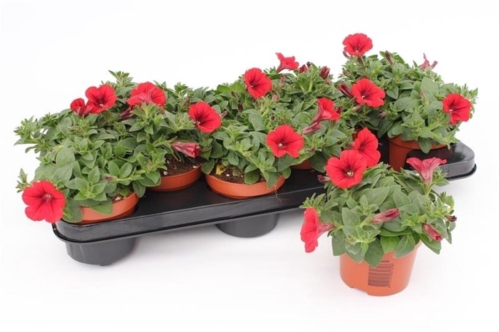 <h4>Petunia Famous Red</h4>