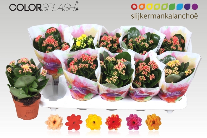 <h4>KAL GE GEM 6 KL</h4>