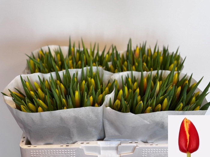 <h4>TU EN JAN SEIGNETTE</h4>