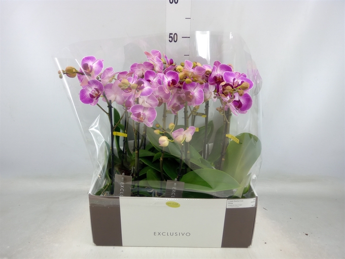 <h4>Phalaenopsis multi.   ...rose</h4>