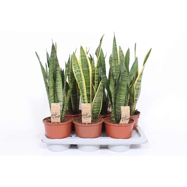 <h4>Sansevieria mix</h4>