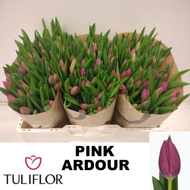 <h4>TU EN PINK ARDOUR</h4>