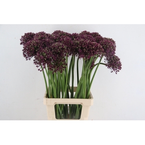 ALLIUM  MIAMI