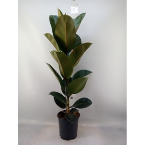 Ficus elastica 'Robusta'