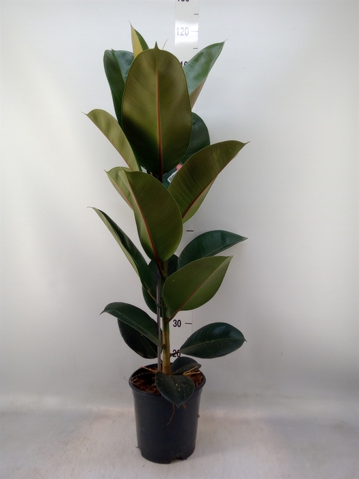 <h4>Ficus elastica 'Robusta'</h4>