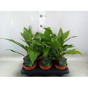 Spathiphyllum  'Diamond'