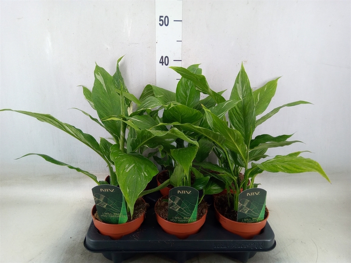 <h4>Spathiphyllum  'Diamond'</h4>
