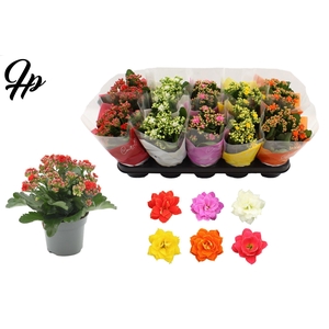 Kalanchoë 12 cm 5 color mix in Couture TST sleeve