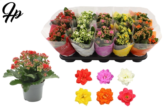 <h4>Kalanchoë 12 cm 5 color mix in Couture TST sleeve</h4>