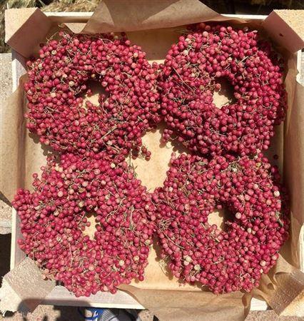 <h4>Wr Schinus 12cm X36</h4>