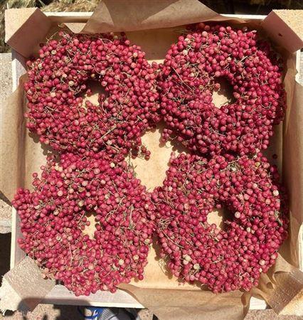 <h4>Wr Schinus Naturel 12cm X36</h4>