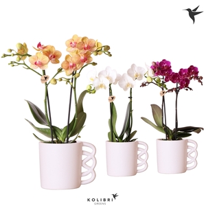 Kolibri Orchids Phalaenopsis mix 2 spike in Happy Mug pot white