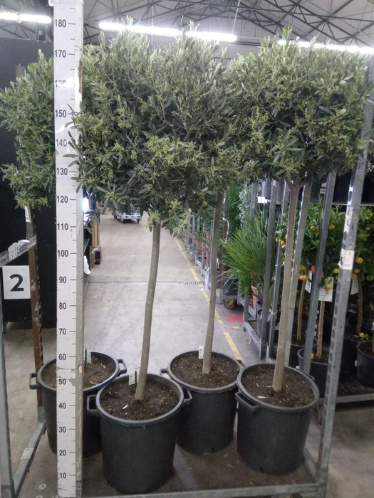 <h4>Olea europaea</h4>