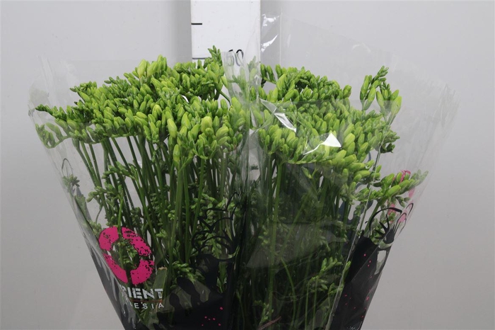 <h4>Fr En Ambiance</h4>