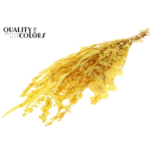 Eucalyptus Mix Preserved Bleached Yellow