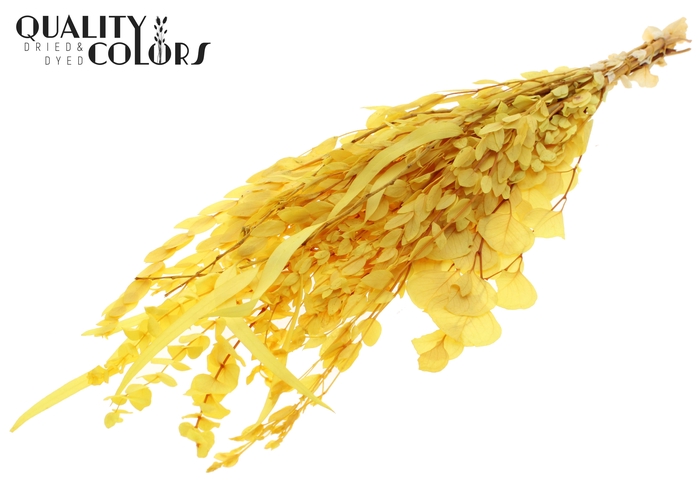 Eucalyptus Mix Preserved Bleached Yellow
